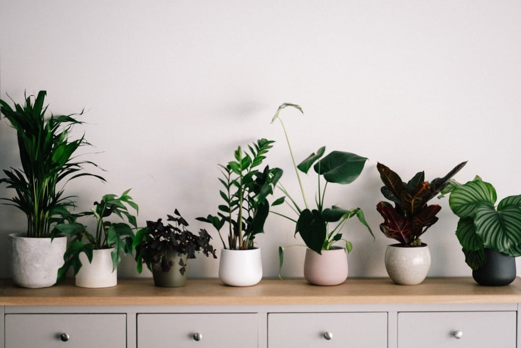 house plants