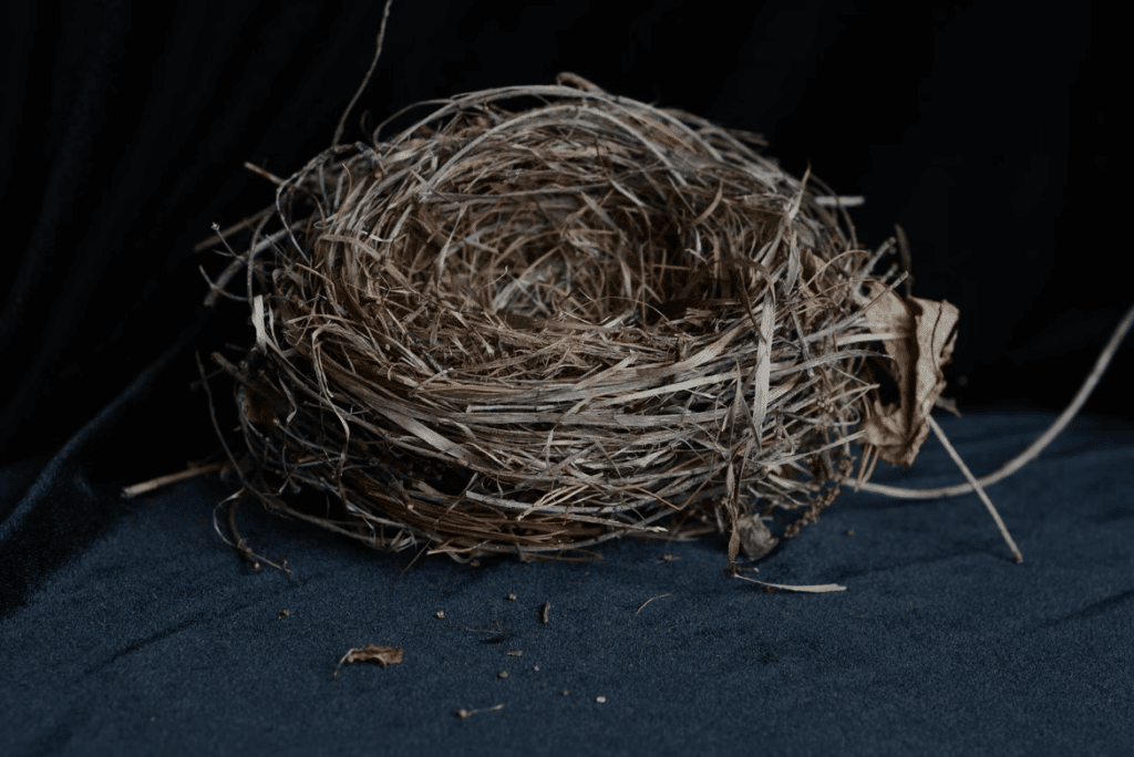 nest