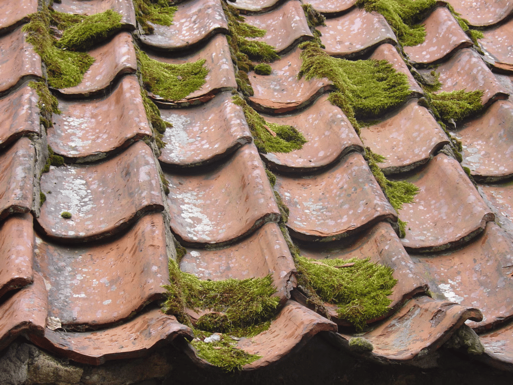 shingle roof