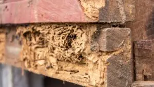 termite damage