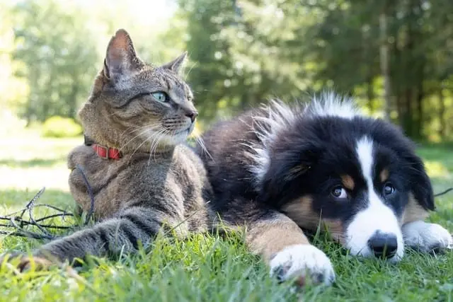 dog and cat