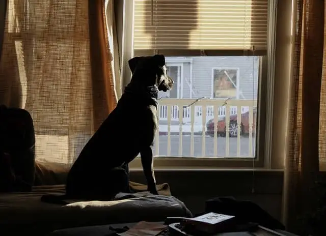 dog looking out the window