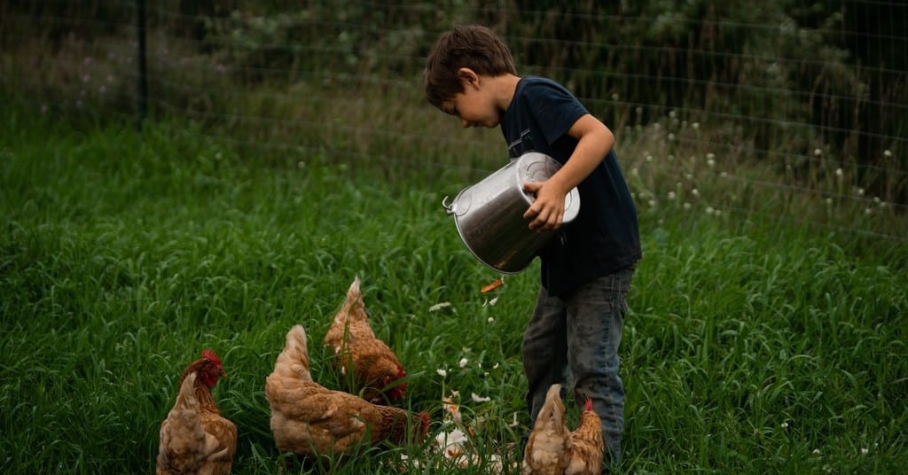 boy feeding the chickens