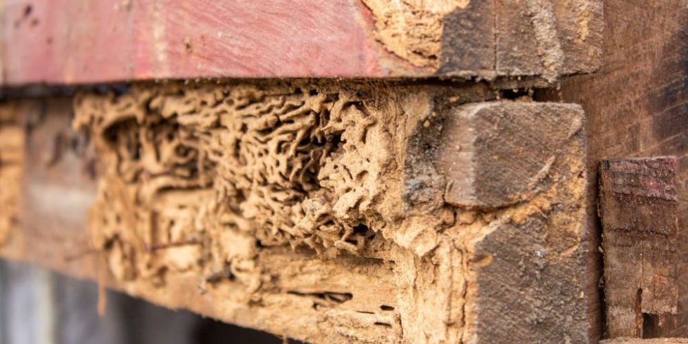termite damage
