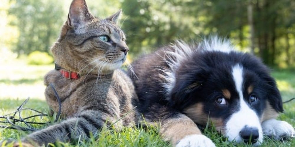 dog and cat