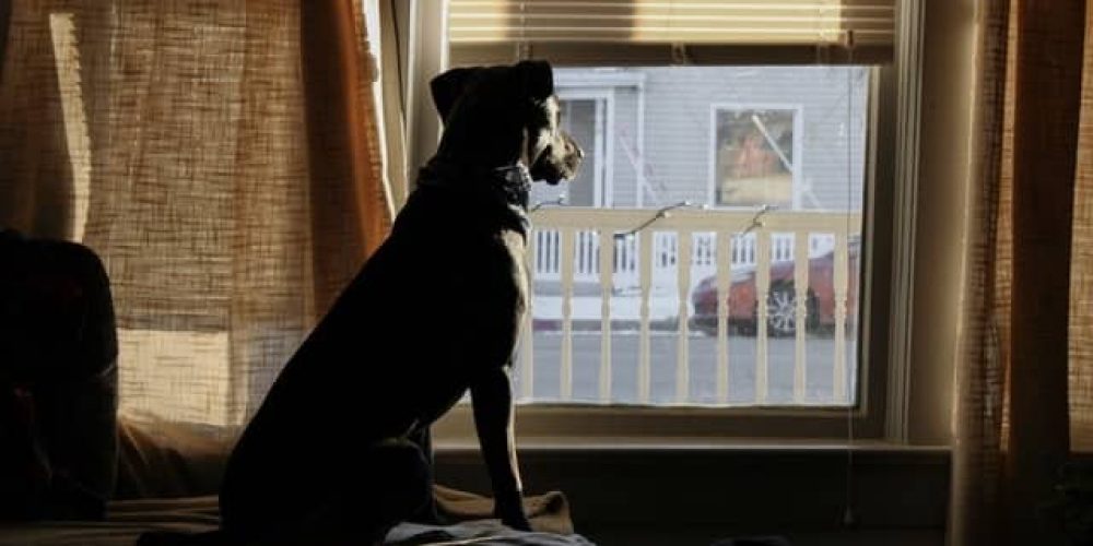 dog looking out the window