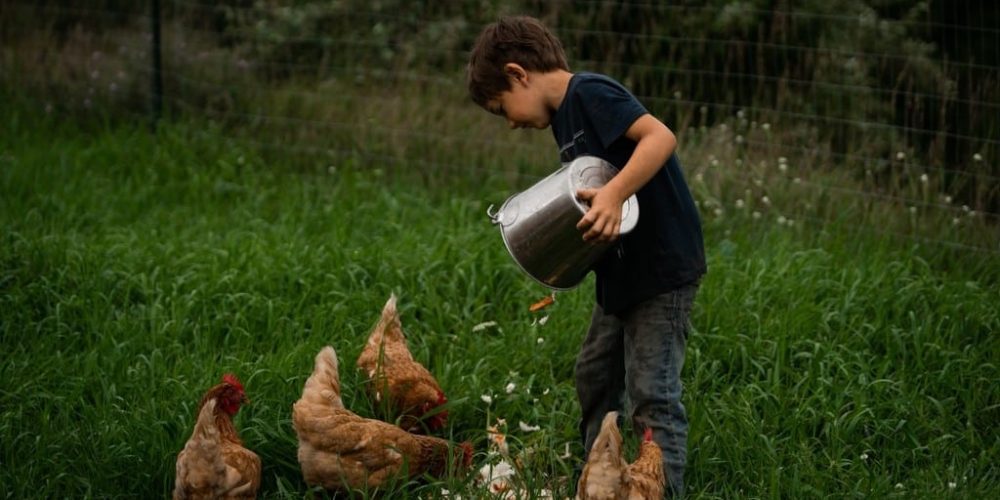 boy feeding the chickens