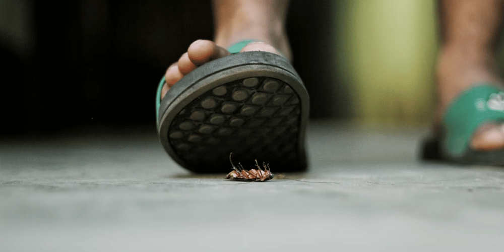 cockroach