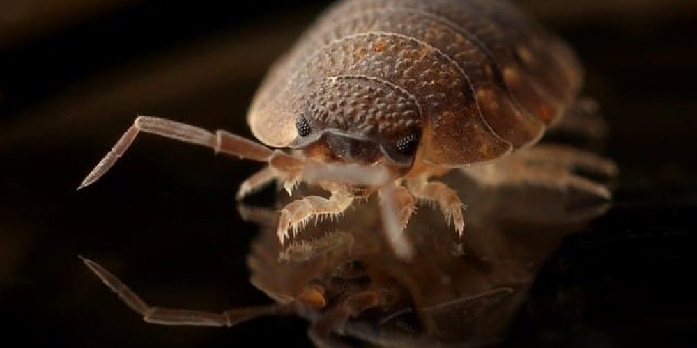 What is a Pest Inspection?