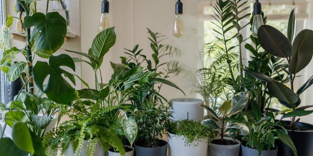 house plants
